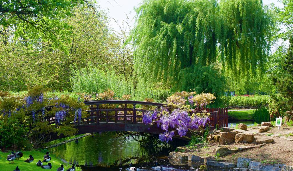 Image of Greenery in Regent's Park