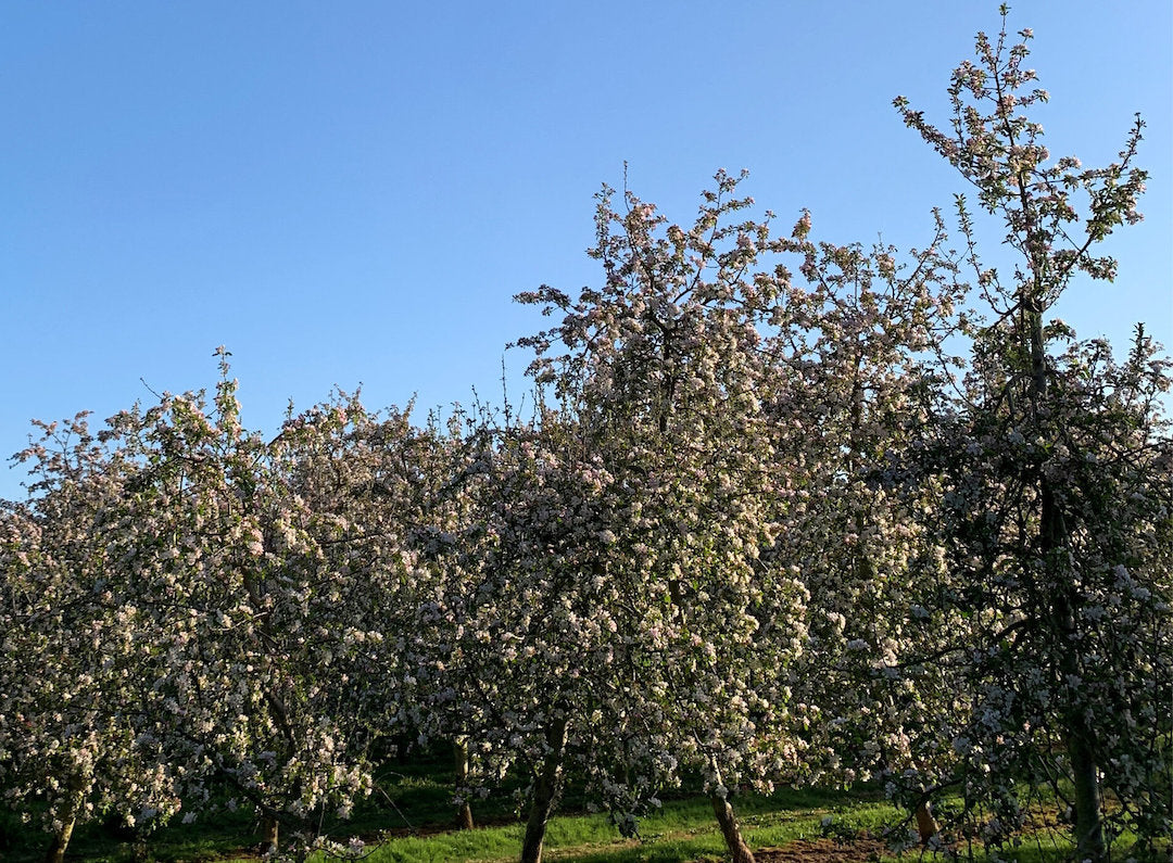 Apple trees with blue sky in the background.